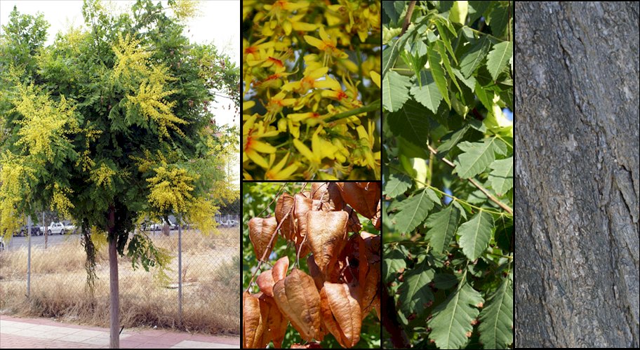 Aspecto general y detalle de flores y frutos