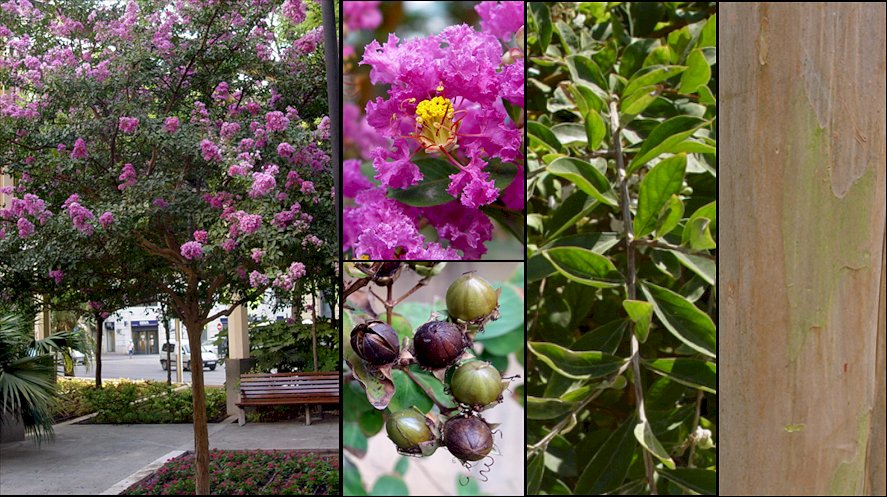 Aspecto general y detalle de flores y frutos