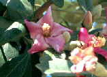 Lagunaria patersonii