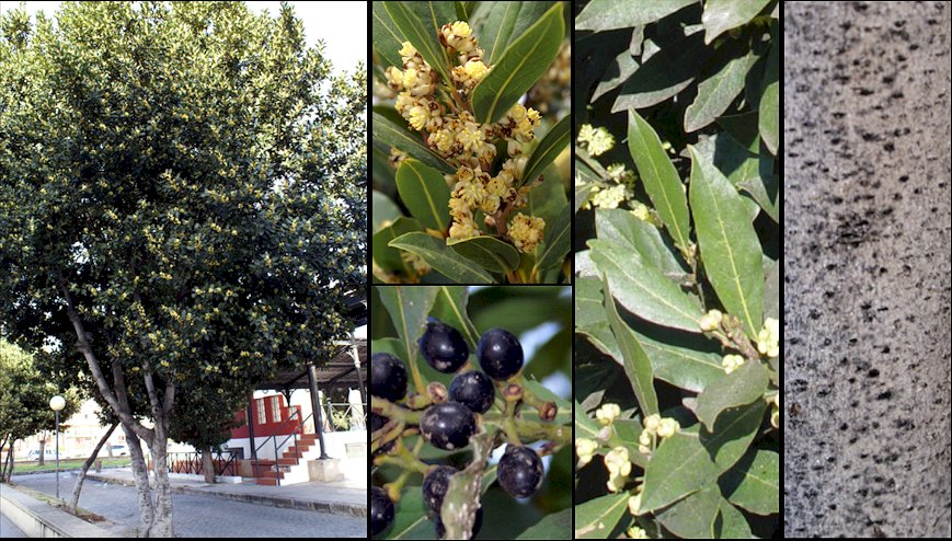 Aspecto general y detalle de flores y frutos