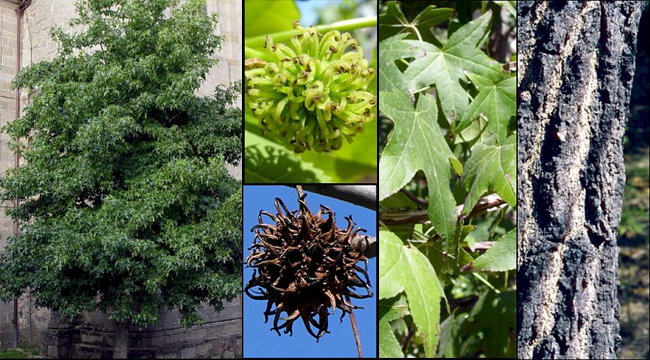 Aspecto general otoal y detalle de la corteza, frutos y hojas