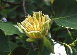 Liriodendron tulipifera