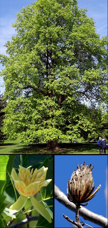 Aspecto general y detalles de flor y corteza