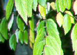 Luehea divaricata