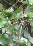 Macadamia integrifolia