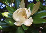 Magnolia grandiflora