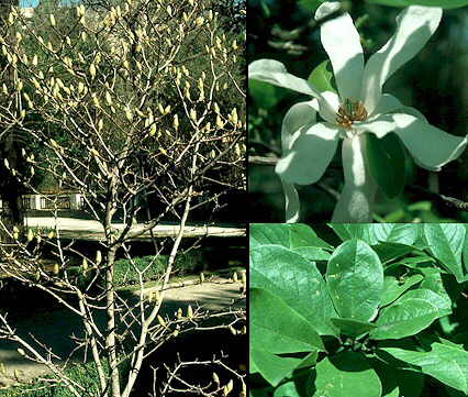 Aspecto general en invierno y detalle de flor y hojas