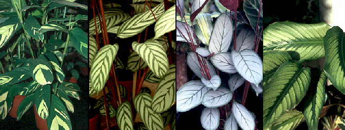 Marantas4.jpg (133466 bytes)