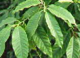 Michelia doltsopa