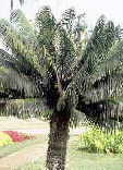 Microcycas calocoma