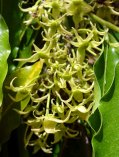 Cananga odorata