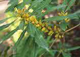 Myrica cerifera