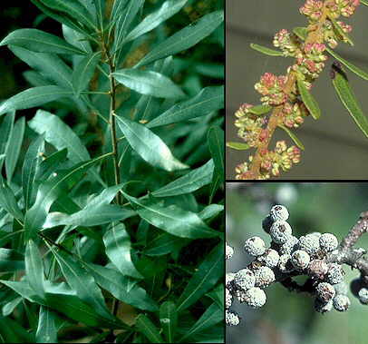 Aspecto medio y detalle de flores y frutos