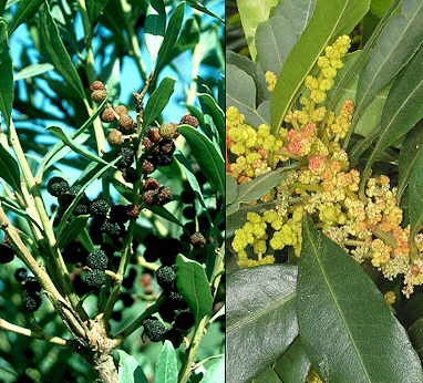 Detalles de flores y frutos