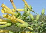Nicotiana glauca