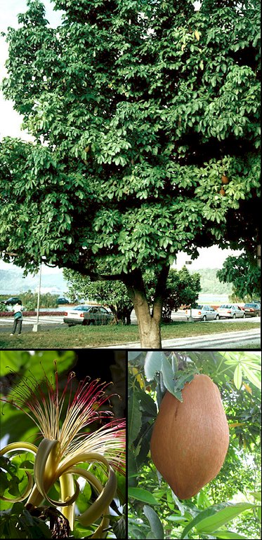 Aspecto general y detalles de flores y frutos