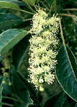 Phytolacca dioica