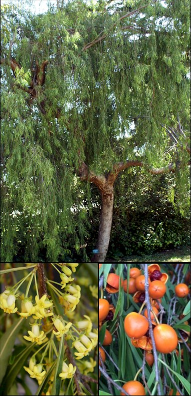 Aspecto general y detalle de las flores y corteza