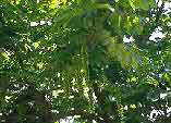 Pterocarya fraxinifolia