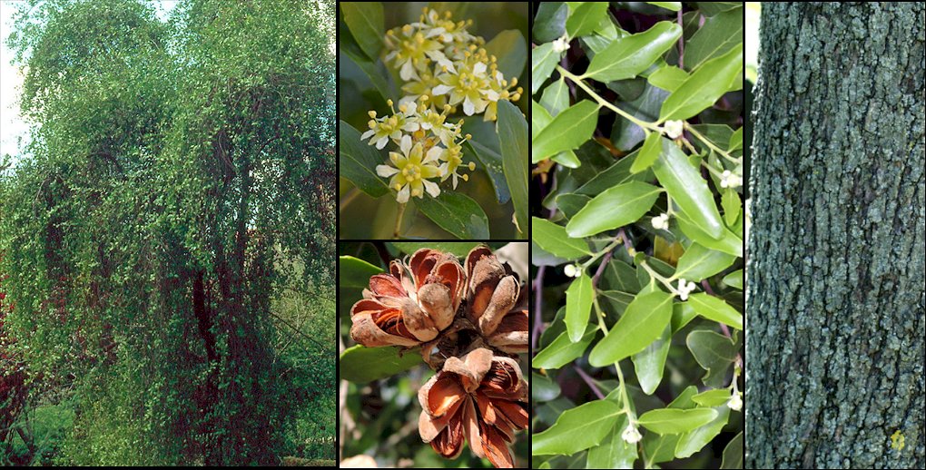 flor tomada de www.chilebosque.cl/