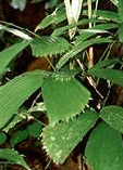 Reinhardtia gracilia