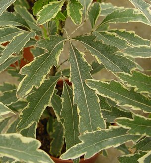 Schefflera elegans 'Variegata'