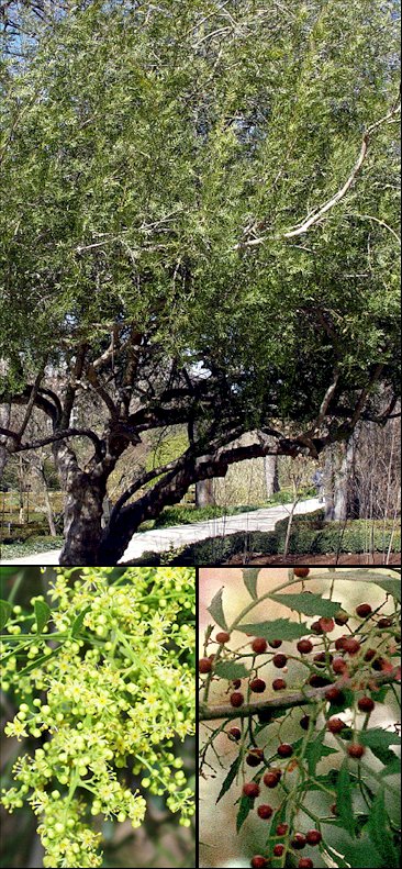 Aspecto general y detalle de flores y frutos