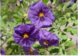 Solanum lycioides