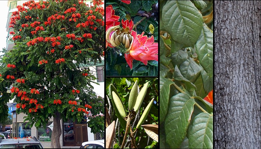 Aspecto general y detalles de las flores y del fruto