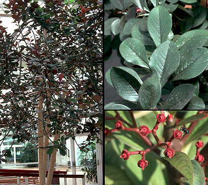 Aspecto general y detalle de hojas y flores