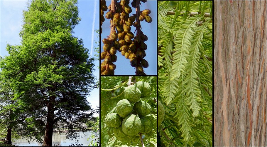 Aspecto general, detalle flores masculinas (Central Texas Plants) y frutos