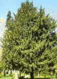 Taxus baccata