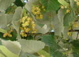 Tilia tomentosa