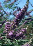 Vitex agnus-castus