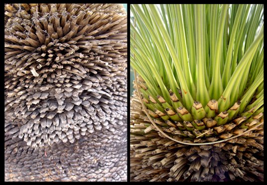 Su resistencia al fuego se debe a la protecci�n que le proporciona la gruesa capa formada por las bases de las hojas muertas unidas �ntimamente por medio de la resina que produce la misma planta