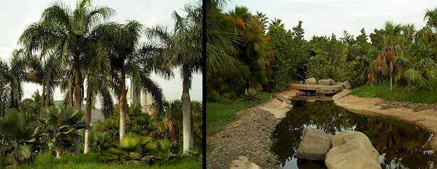 Colecciones y Jardines del Palmetum