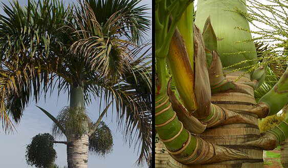 Jardines y colecciones palmetum Canarias