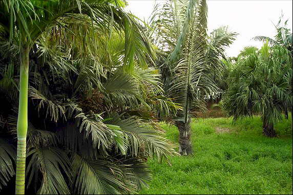 Jardines y colecciones jardin botanico palmetum Canarias
