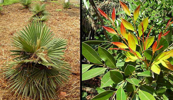 Jardines del palmetum tenerife