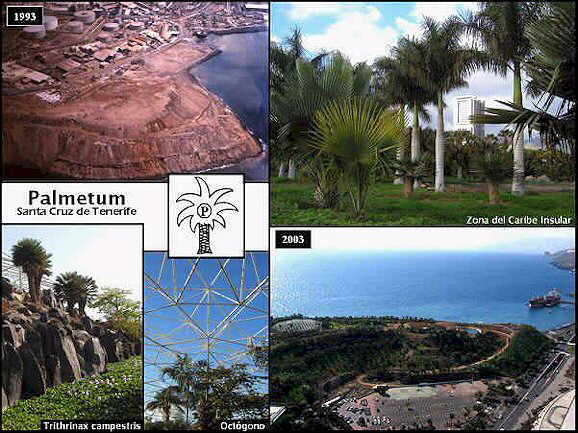 historia del palmetum