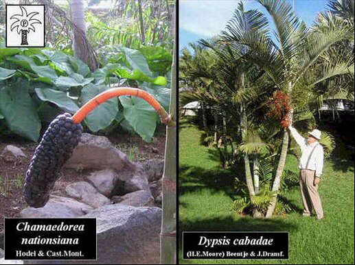 Colecciones palmetum santa cruz de tenerife