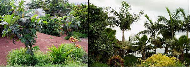 Jardines y colecciones palmetum santa cruz de tenerife