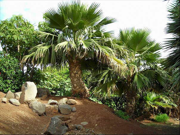Jardines y colecciones jardin botanico palmetum Santa Cruz de Tenerife