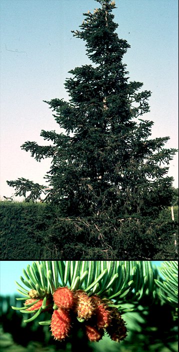 Aspecto general e inflorescencias