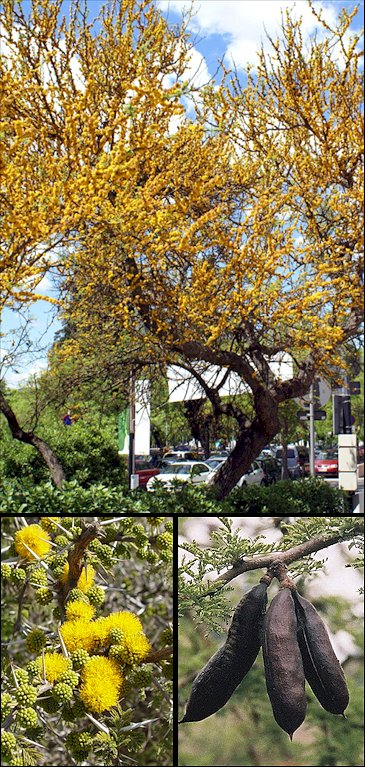 Aspecto general y detalle de las flores