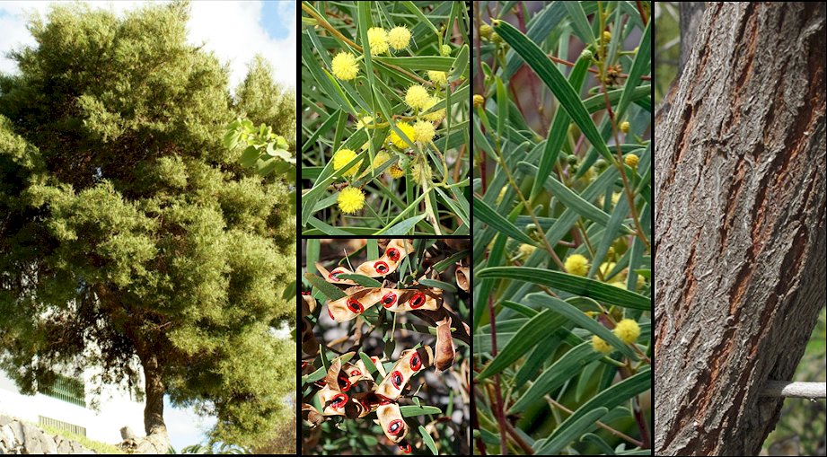 Aspecto general y detalle de la corteza y frutos