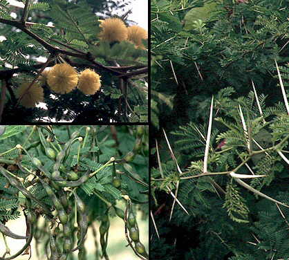 Detalle flores, frutos y espinas