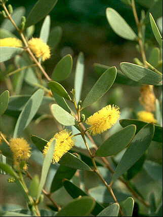 Detalle de las flores