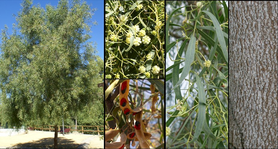 Aspecto general y detalle de las flores
