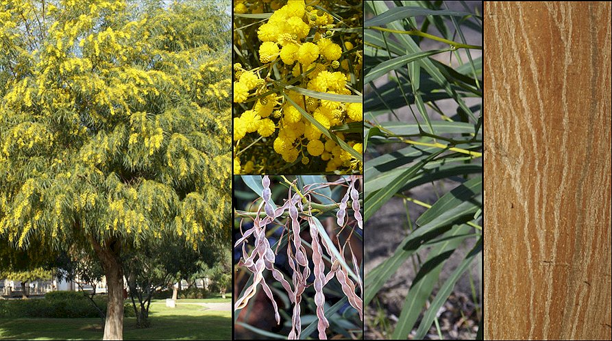 Aspecto general y detalle de las flores y de la corteza